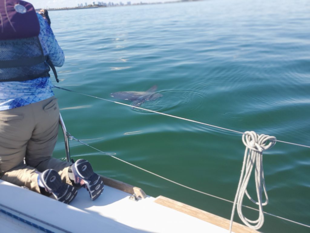 Sunfish in the Boston Harbor