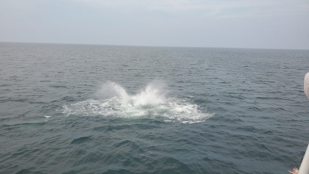 a whale Tour off Touro